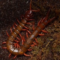 Unidentified Scolopendra 2