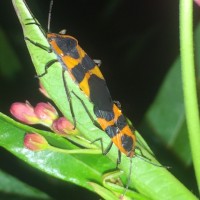 Are these assassin bugs?
