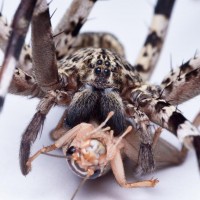 Viridasius sp. Madagascar