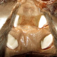 2.5" Female Grammostola pulchra [molt sexing]