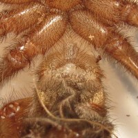 Female Grammostola pulchra (1.75")