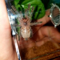 Avicularia merianae 1.5"