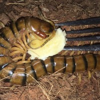 Ethmostigmus rubripes eating a slice of banana