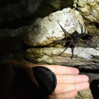 Dolomedes raptor