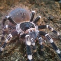 Acanthoscurria geniculata