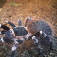 Acanthoscurria geniculata