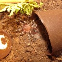 Enclosure for Acanthoscurria geniculata Sling