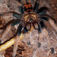 C.cyaneopubescens