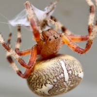 Araneus Sp.