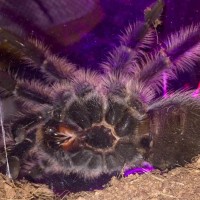 Brachypelma albopilosum, Male Or Female?