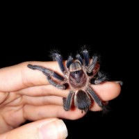 0.1 Phormictopus sp. Green "Gold Carapace"