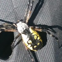 Argiope aurantia