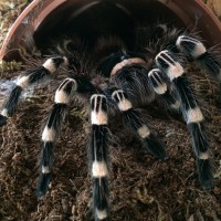Freshly molted geniculata