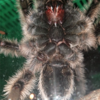 B. Albopilosum