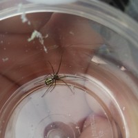 Leucauge venusta?