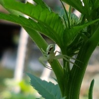 Hunting in the garden