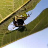 Spider on the fig out back.
