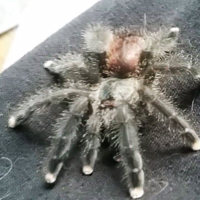 Avicularia avicularia