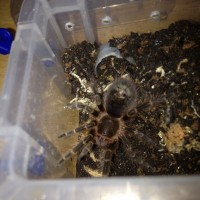 G.pulchripes