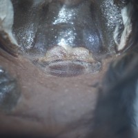Brachypelma albiceps 3.5" Female