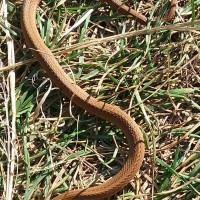 northern red belly