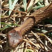 red belly head shot