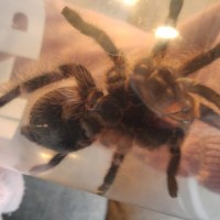 Brachypelma albopilosum