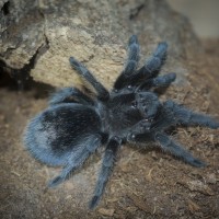 Grammostola pulchra Juvenile