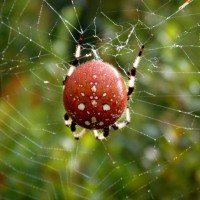 Araneus trifolium