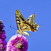 Swallowtail in my garden!