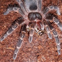 G.pulchripes