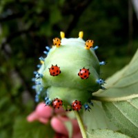 Hyalophora cercropia