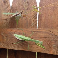 Mantis_pair