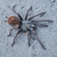 Aphonopelma vorhiesi