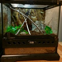 Semi arboreal/webbing enclosure for female GBB