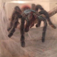 Avicularia Versi