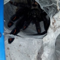 P.irminia