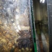 P. regalis ~3.5"