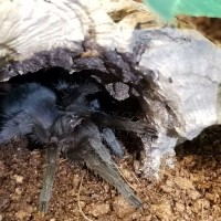 Grammostola pulchra