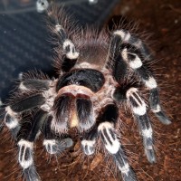 A.geniculata