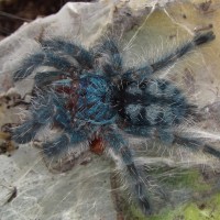 Caribena versicolor (Walckenaer, 1837) _2