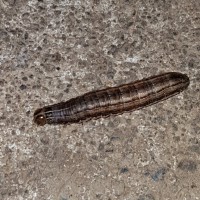 Caterpillar or worm?