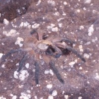 M. balfouri