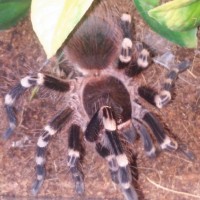 A. geniculata