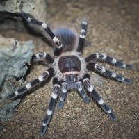 Acanthoscurria geniculata Juvenile Female