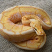 1.0 Banana spider ball python