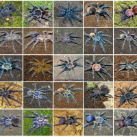 Blue tarantulas