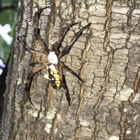 Argiope Aurantia