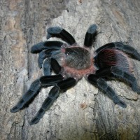 B. vagans (Fresh Molt)