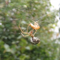 Linyphiidae sp., probably Linyphia triangularis